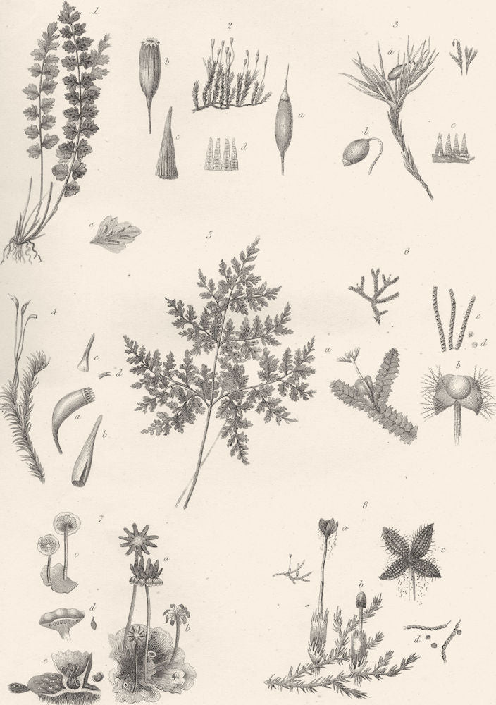 PLANTS. Cryptogamia (3)  1880 old antique vintage print picture